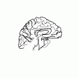 #597 Brain (half)